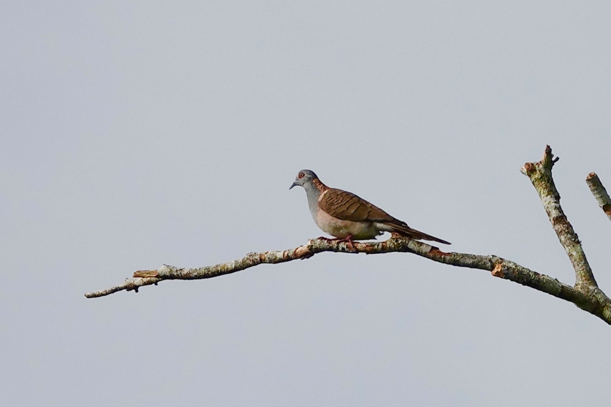 Bar-shouldered Dove