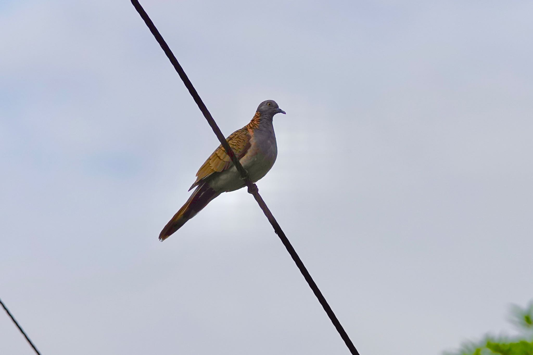 Bar-shouldered Dove