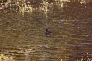 2022年10月27日(木) 野幌森林公園の野鳥観察記録