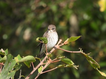 Grey-streaked Flycatcher 広島県 Sat, 10/8/2022