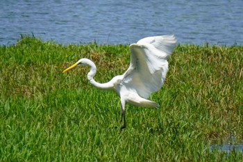 Great Egret 大阪府 Sat, 4/30/2022