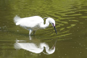 Little Egret Osaka Tsurumi Ryokuchi Tue, 5/3/2022