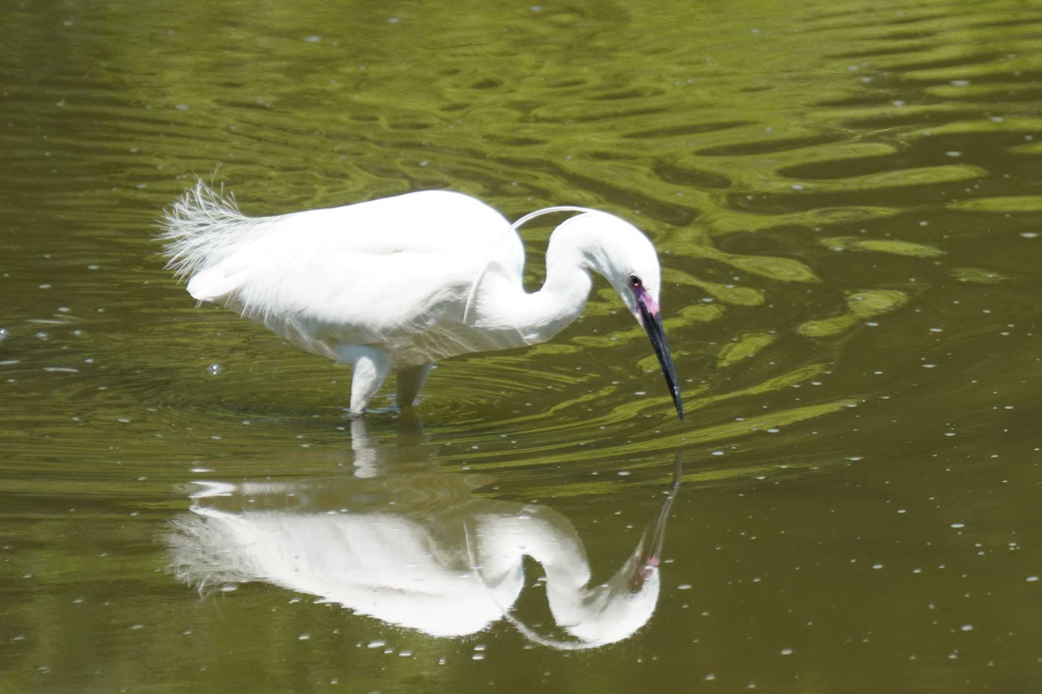 Little Egret