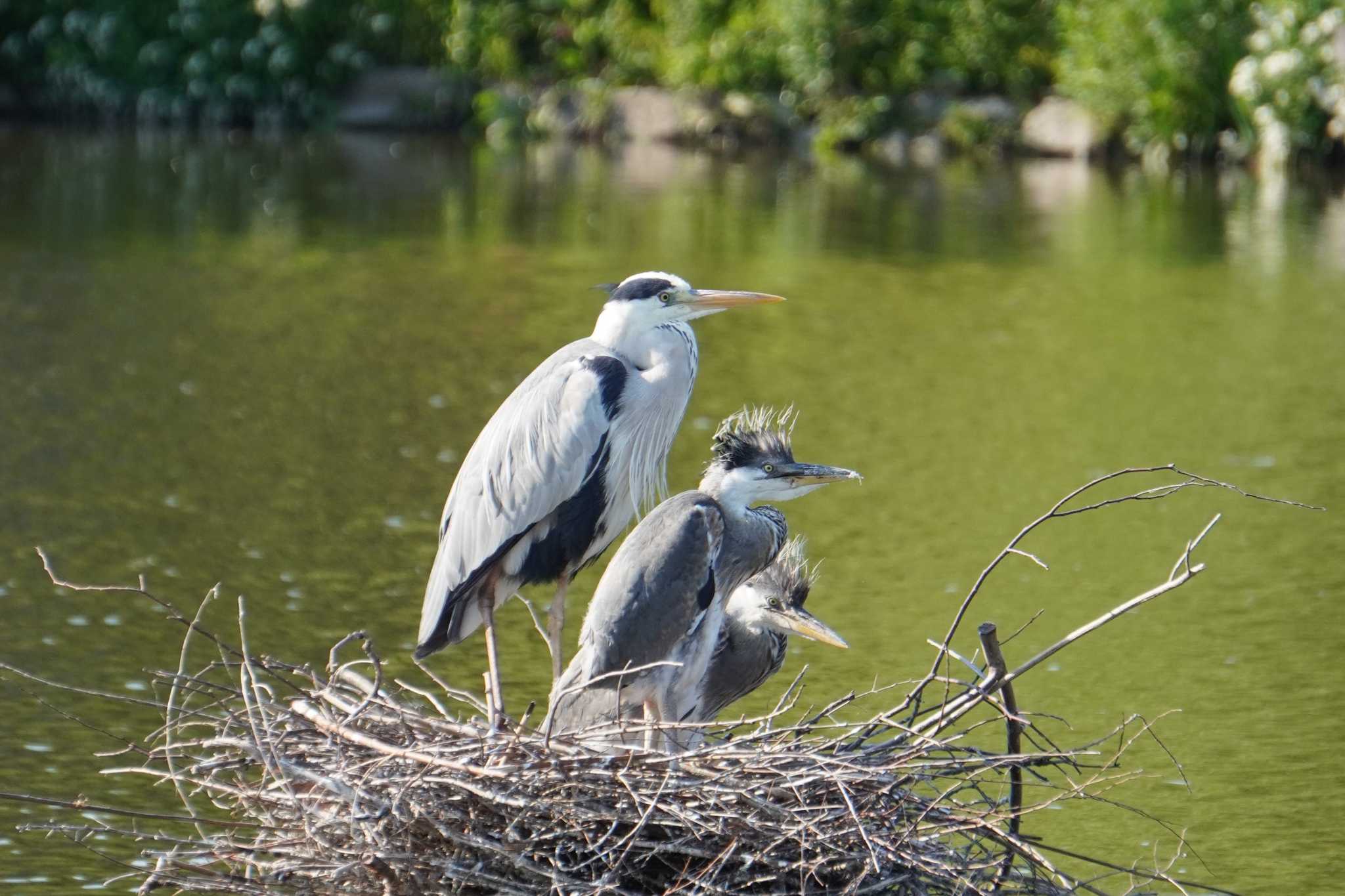 Grey Heron