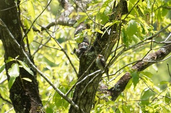 2022年5月4日(水) 神戸市立森林植物園の野鳥観察記録