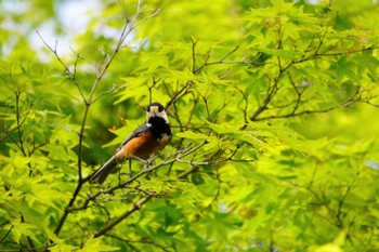 2022年5月4日(水) 須磨離宮公園の野鳥観察記録