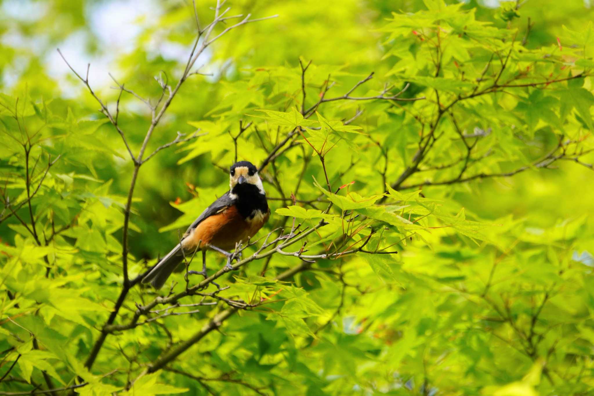 Photo of Varied Tit at 須磨離宮公園 by jasmine