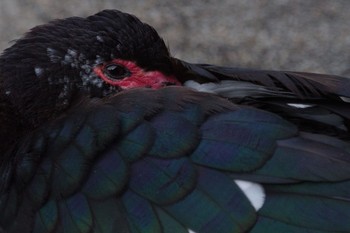 Muscovy Duck 檜町公園(東京ミッドタウン) Fri, 10/21/2022