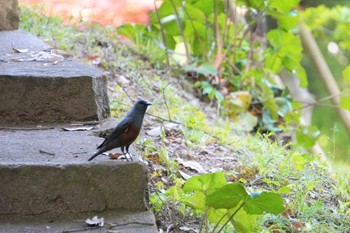 Blue Rock Thrush 須磨離宮公園 Wed, 5/4/2022