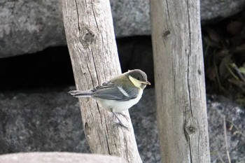 Japanese Tit Osaka castle park Sat, 5/14/2022