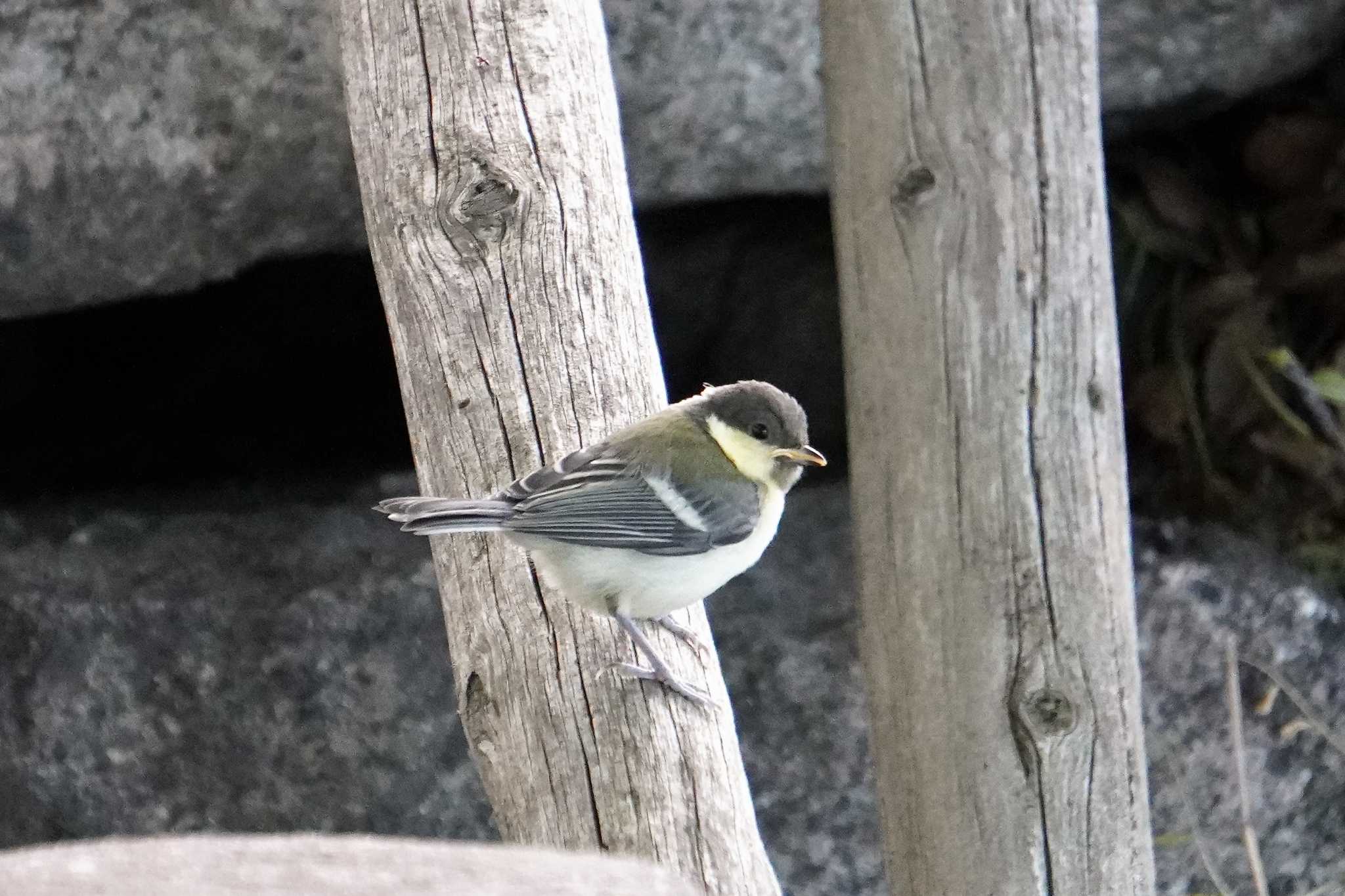 Photo of Japanese Tit at Osaka castle park by jasmine