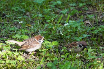 Eurasian Tree Sparrow Osaka castle park Sat, 5/14/2022