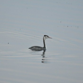 Thu, 10/27/2022 Birding report at Kushiro Wetland National Park