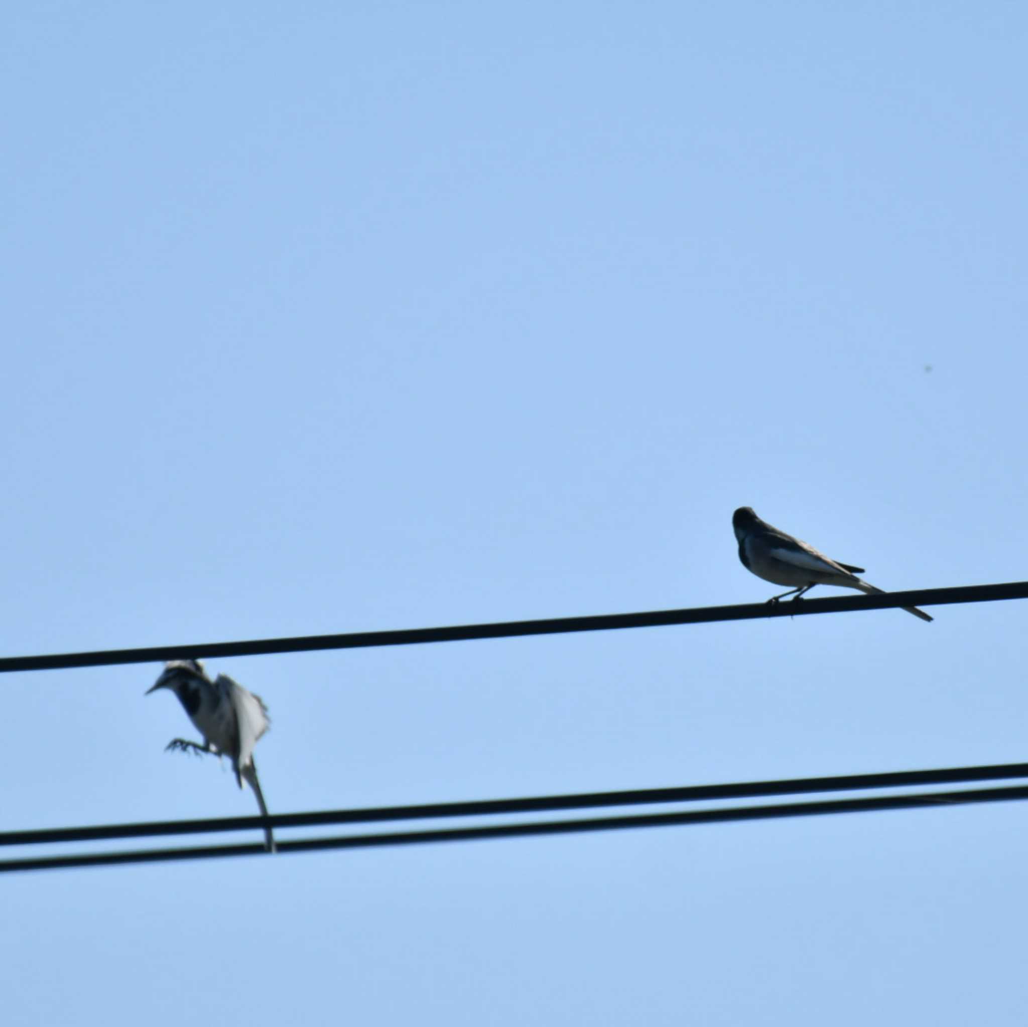 White Wagtail