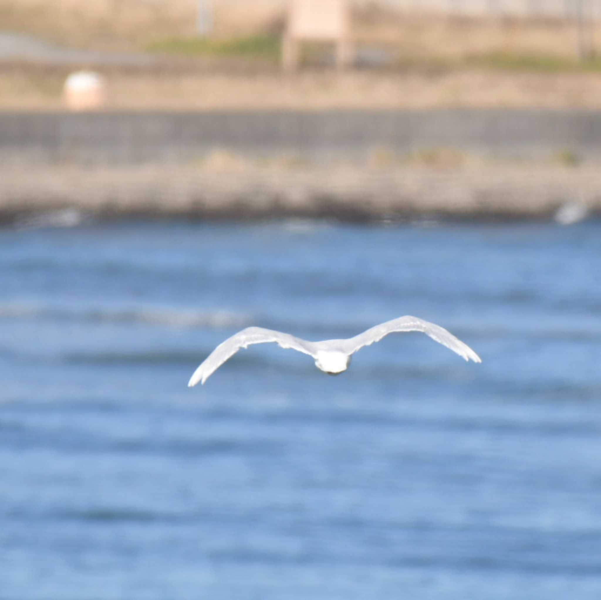 Glaucous Gull