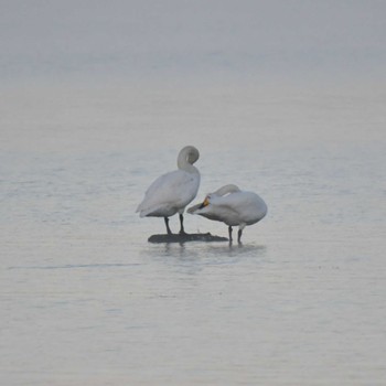 2022年10月27日(木) 霧多布湿原の野鳥観察記録