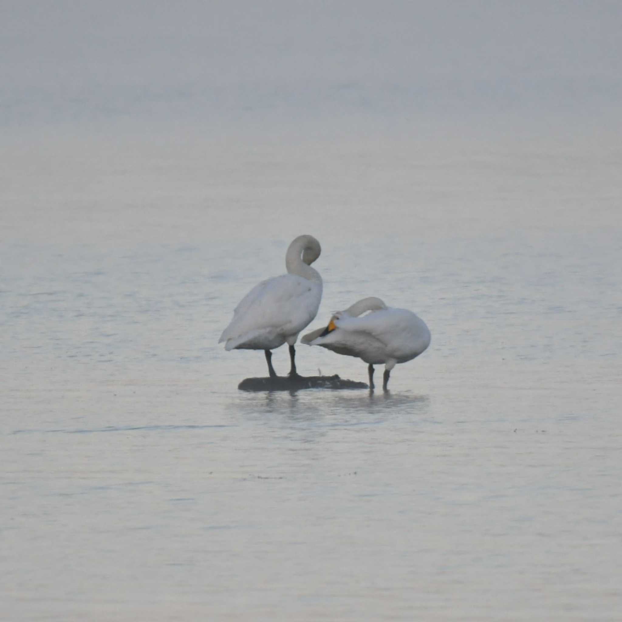 Whooper Swan