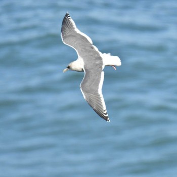 Glaucous-winged Gull Kiritappu Wetland Thu, 10/27/2022