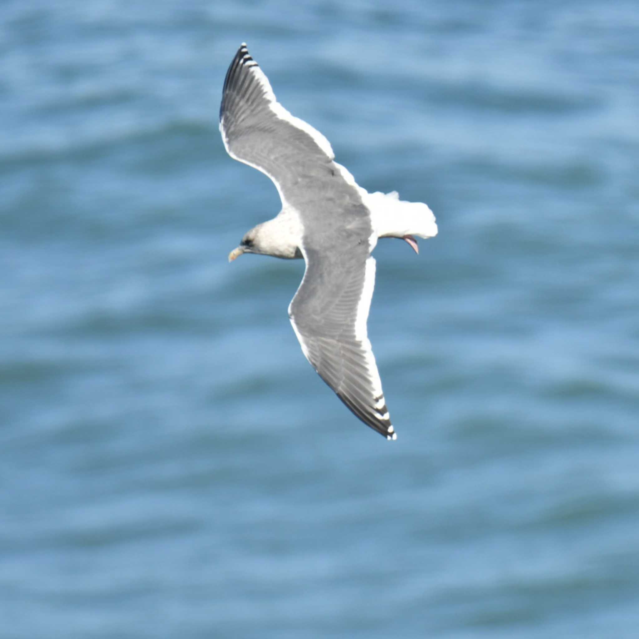 Glaucous-winged Gull