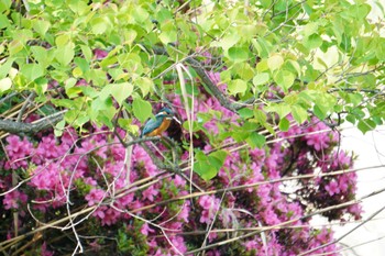 Common Kingfisher 大阪府 Sun, 5/22/2022