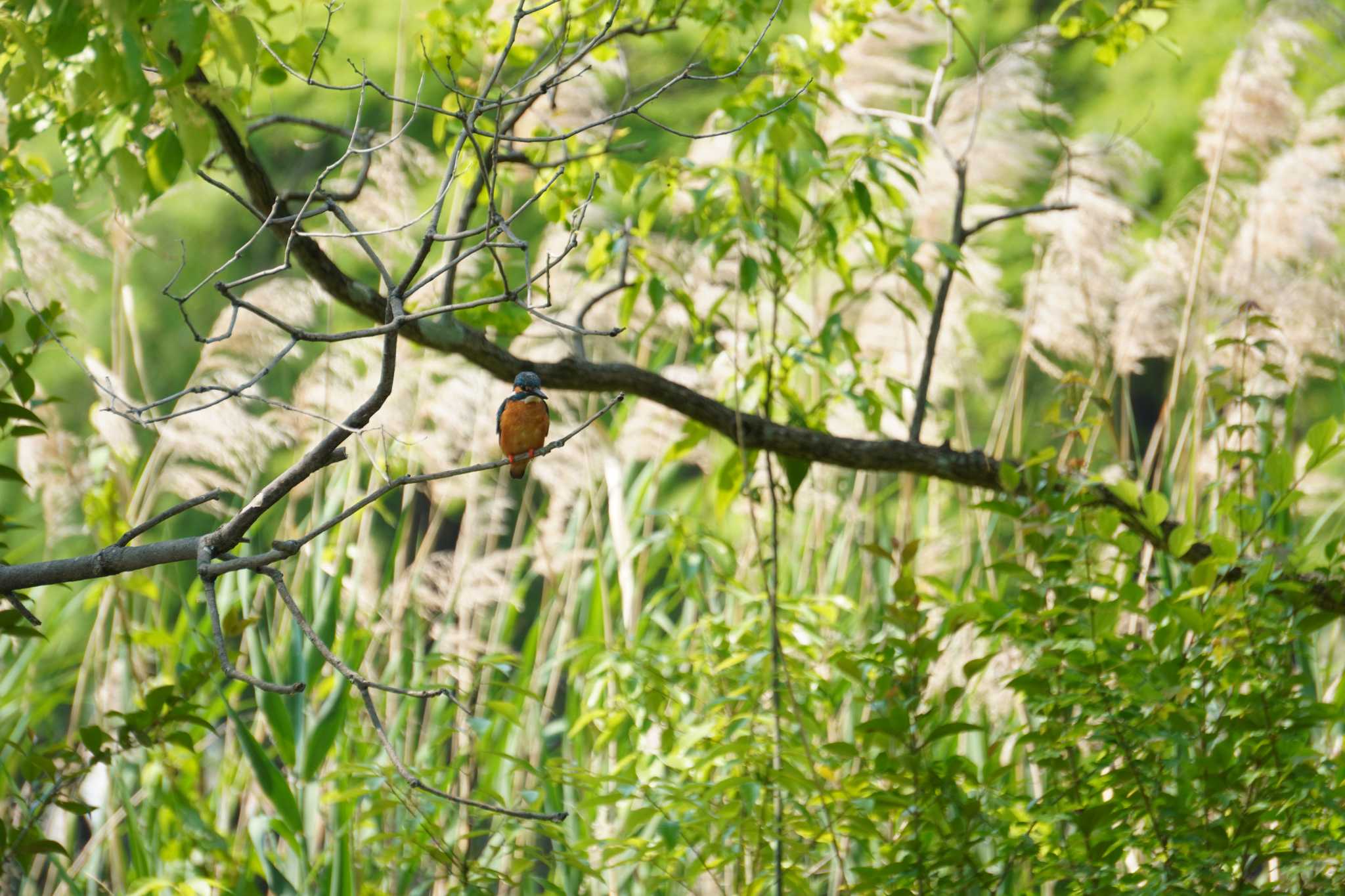 Photo of Common Kingfisher at 大阪府 by jasmine