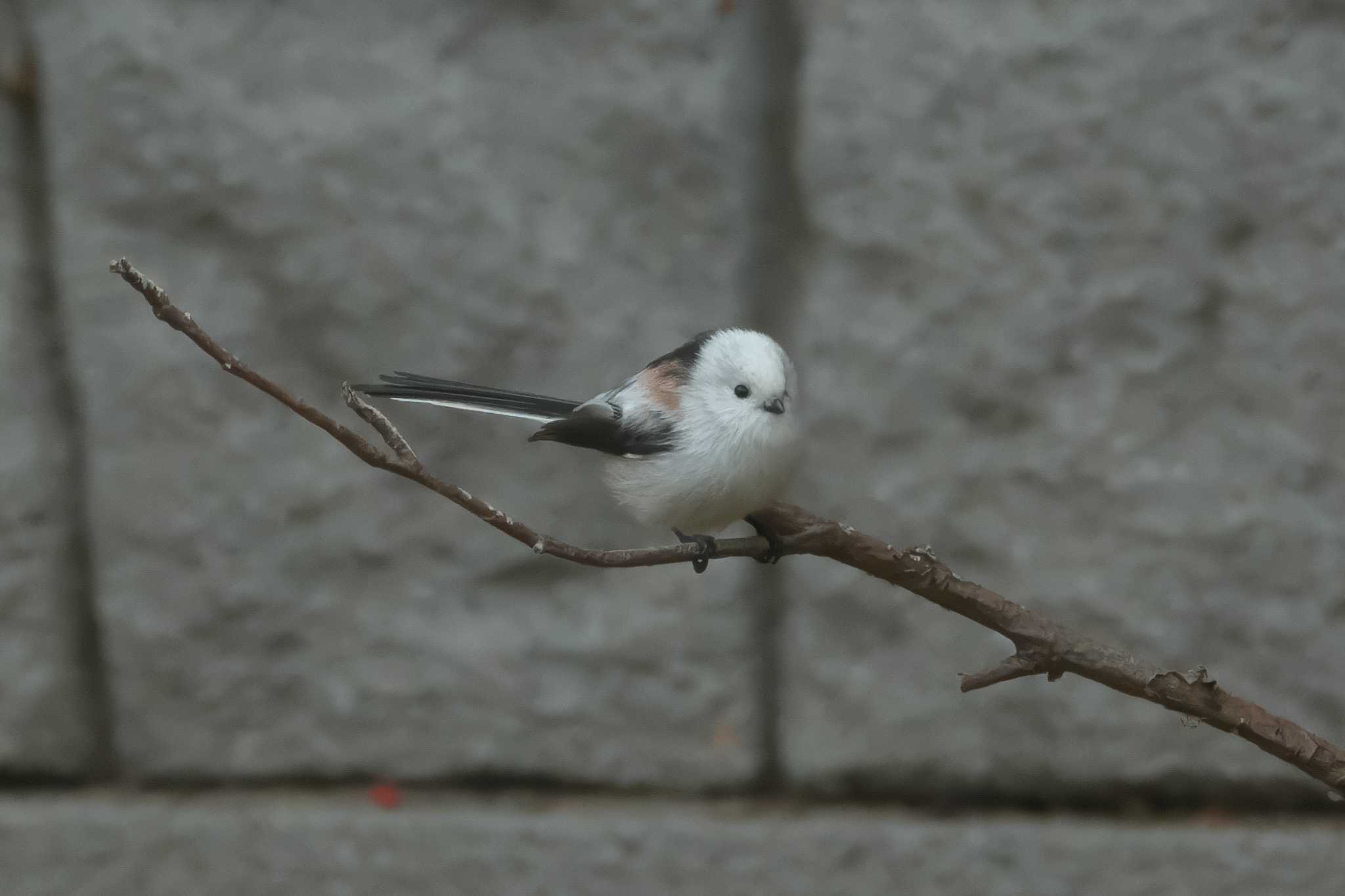 Long-tailed tit(japonicus)