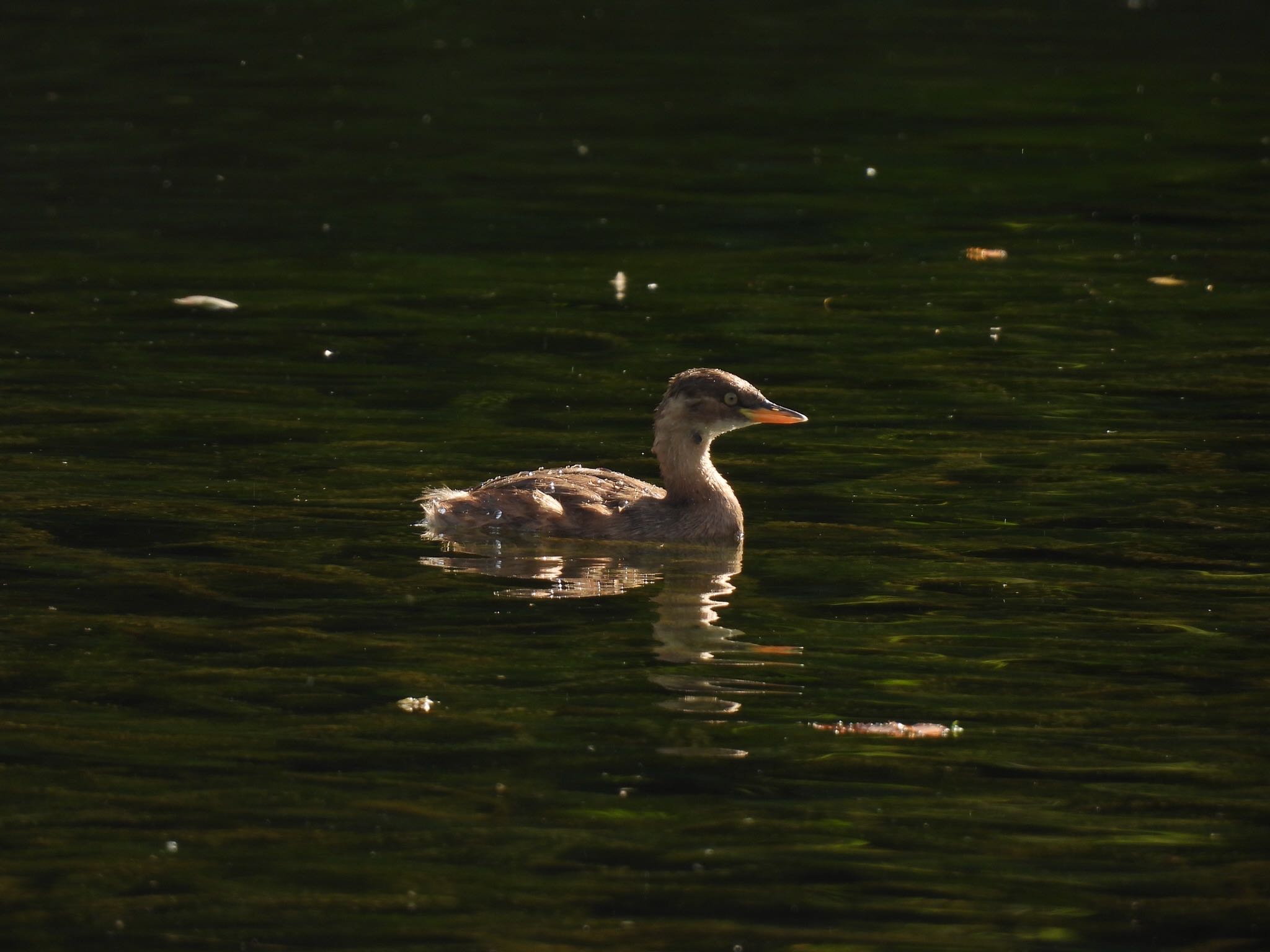 北の丸公園 カイツブリの写真 by 鳥散歩