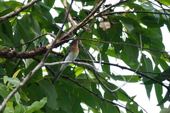 Leaden Flycatcher Black Mountain Rd(Kuranda,Australia) Mon, 10/3/2022