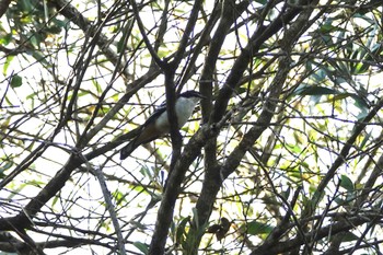 マミジロナキサンショウクイ Black Mountain Rd(Kuranda,Australia) 2022年10月3日(月)