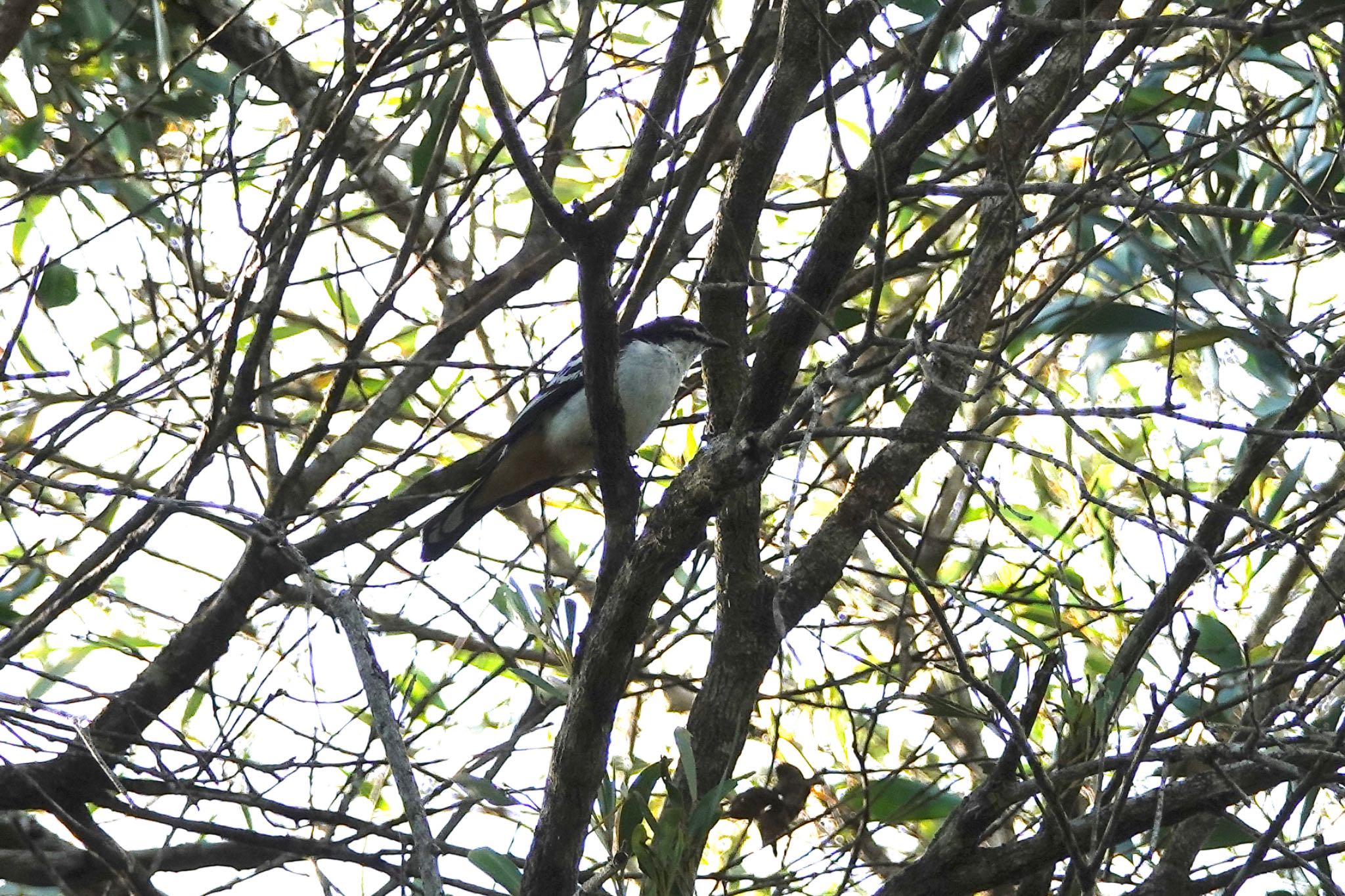 Black Mountain Rd(Kuranda,Australia) マミジロナキサンショウクイの写真