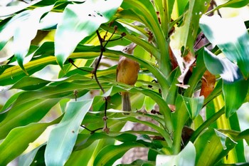 Rufous Shrikethrush Black Mountain Rd(Kuranda,Australia) Mon, 10/3/2022