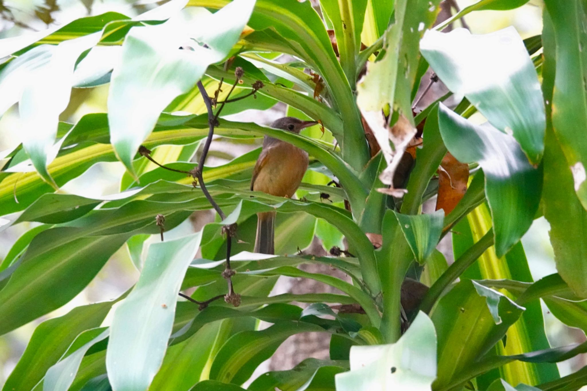 Rufous Shrikethrush