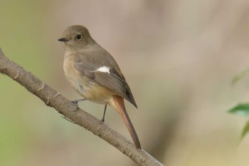 2018年2月17日(土) 栗東自然観察の森の野鳥観察記録