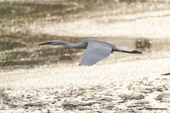 Little Egret Isanuma Thu, 10/27/2022