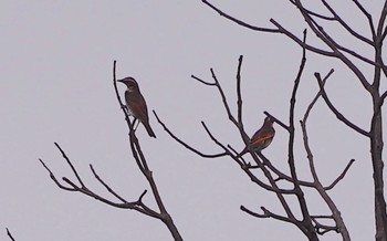 Dusky Thrush 万代池 Thu, 10/27/2022