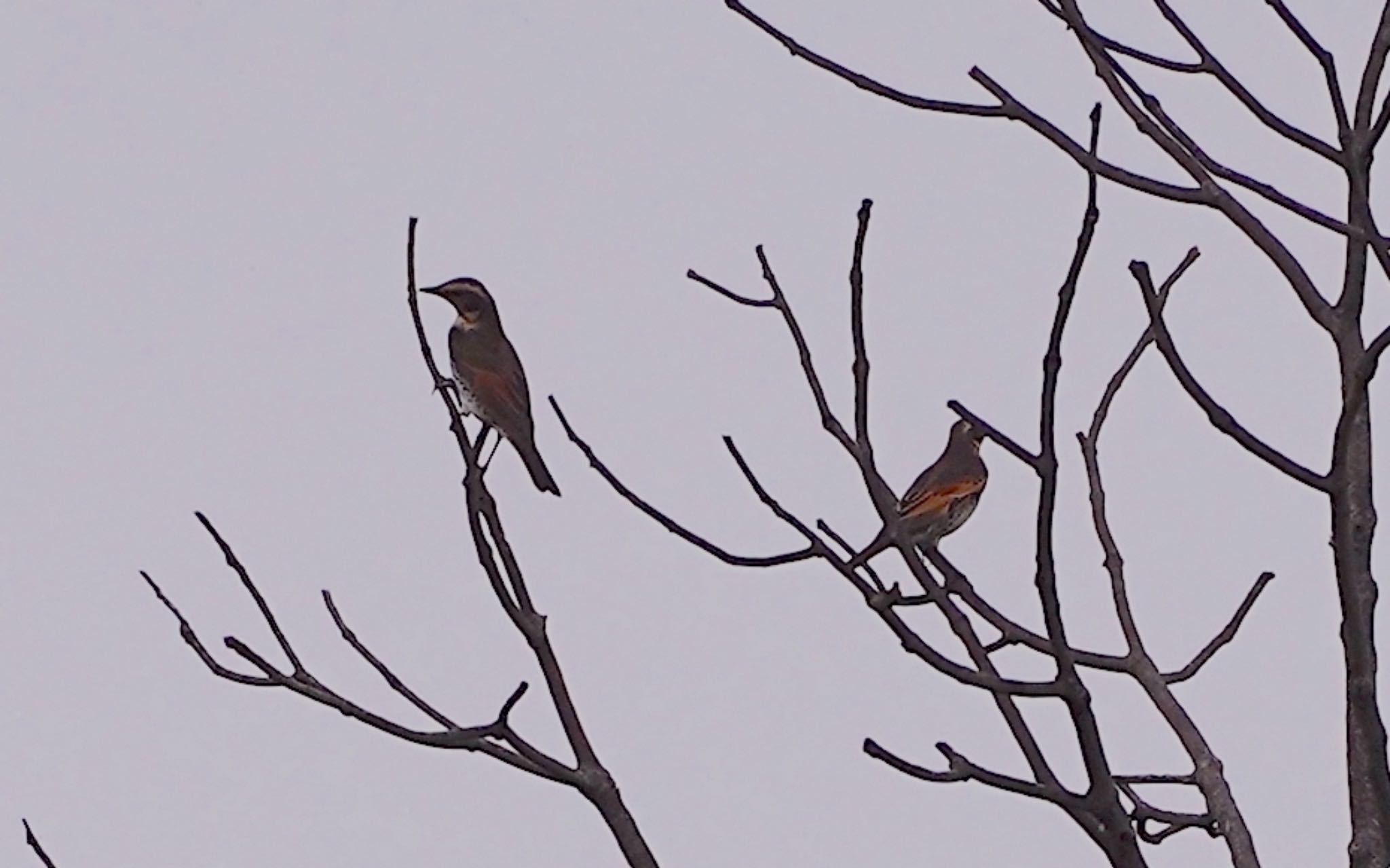 Photo of Dusky Thrush at 万代池 by アルキュオン