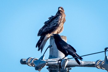 Black Kite 静岡県 Wed, 10/26/2022