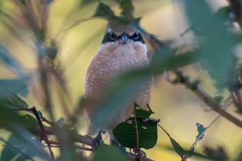 Bull-headed Shrike 静岡県 Thu, 10/27/2022