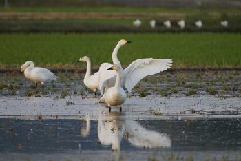 Tundra Swan 潟ノ内(島根県松江市) Thu, 10/27/2022