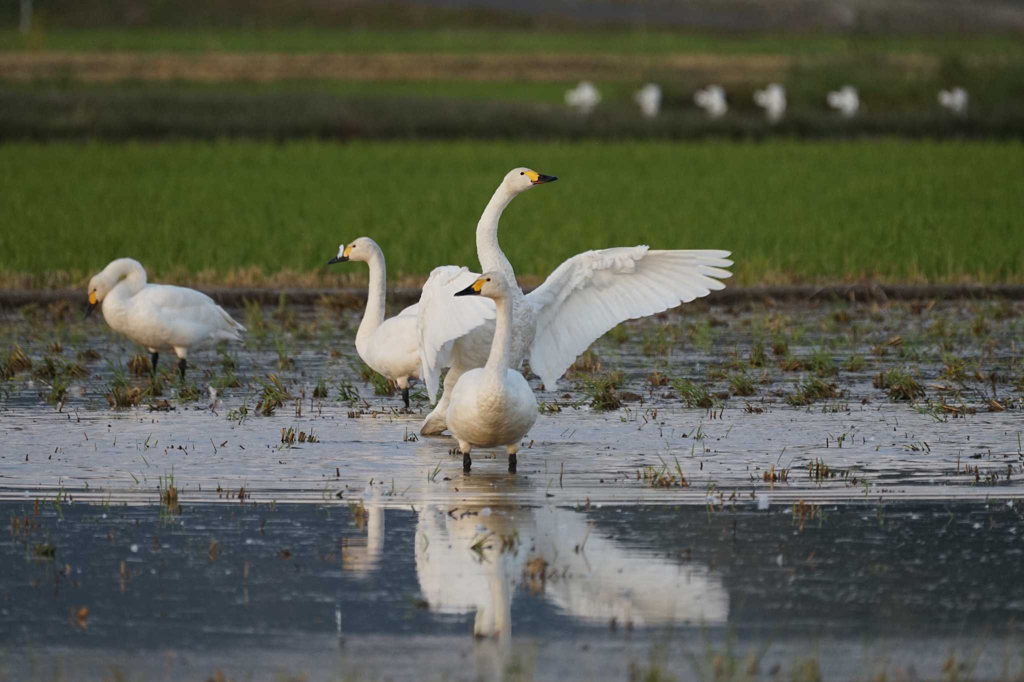 潟ノ内(島根県松江市) コハクチョウの写真