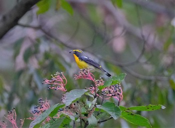 Narcissus Flycatcher 東京都立桜ヶ丘公園(聖蹟桜ヶ丘) Sat, 10/22/2022