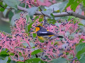 Narcissus Flycatcher 東京都立桜ヶ丘公園(聖蹟桜ヶ丘) Sat, 10/22/2022