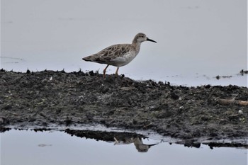 Ruff Watarase Yusuichi (Wetland) Thu, 10/27/2022