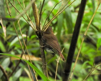 Izu Robin Hachijojima Island Sat, 8/6/2022