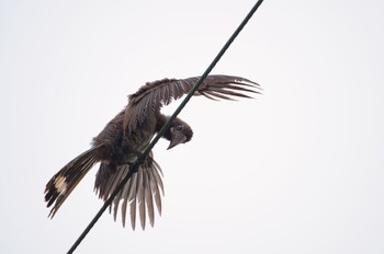 Luzon Hornbill