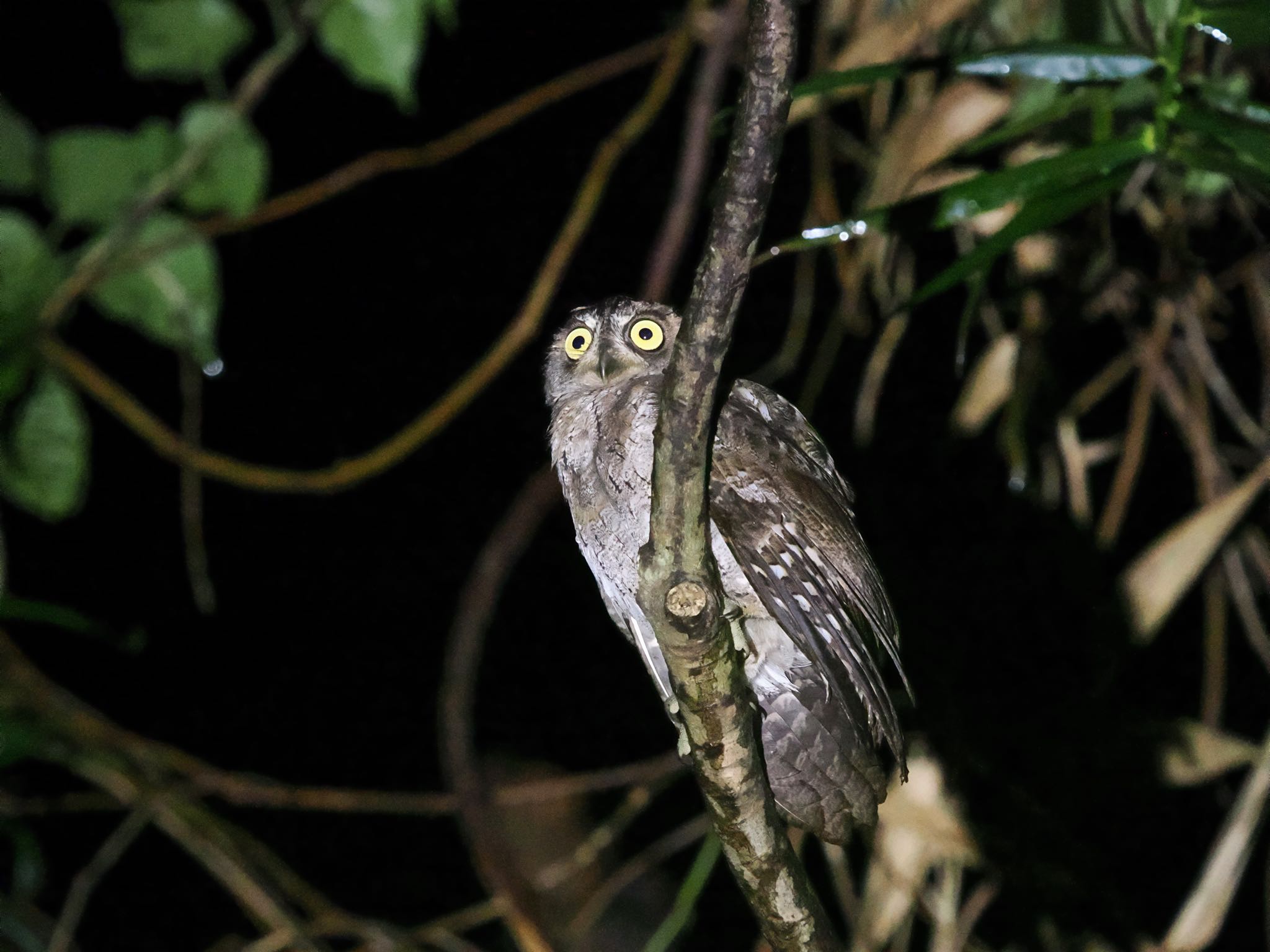 Photo of Ryukyu Scops Owl at Ishigaki Island by okamooo