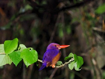 2022年10月6日(木) 石垣島の野鳥観察記録