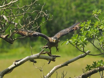 Crested Serpent Eagle Ishigaki Island Fri, 10/7/2022