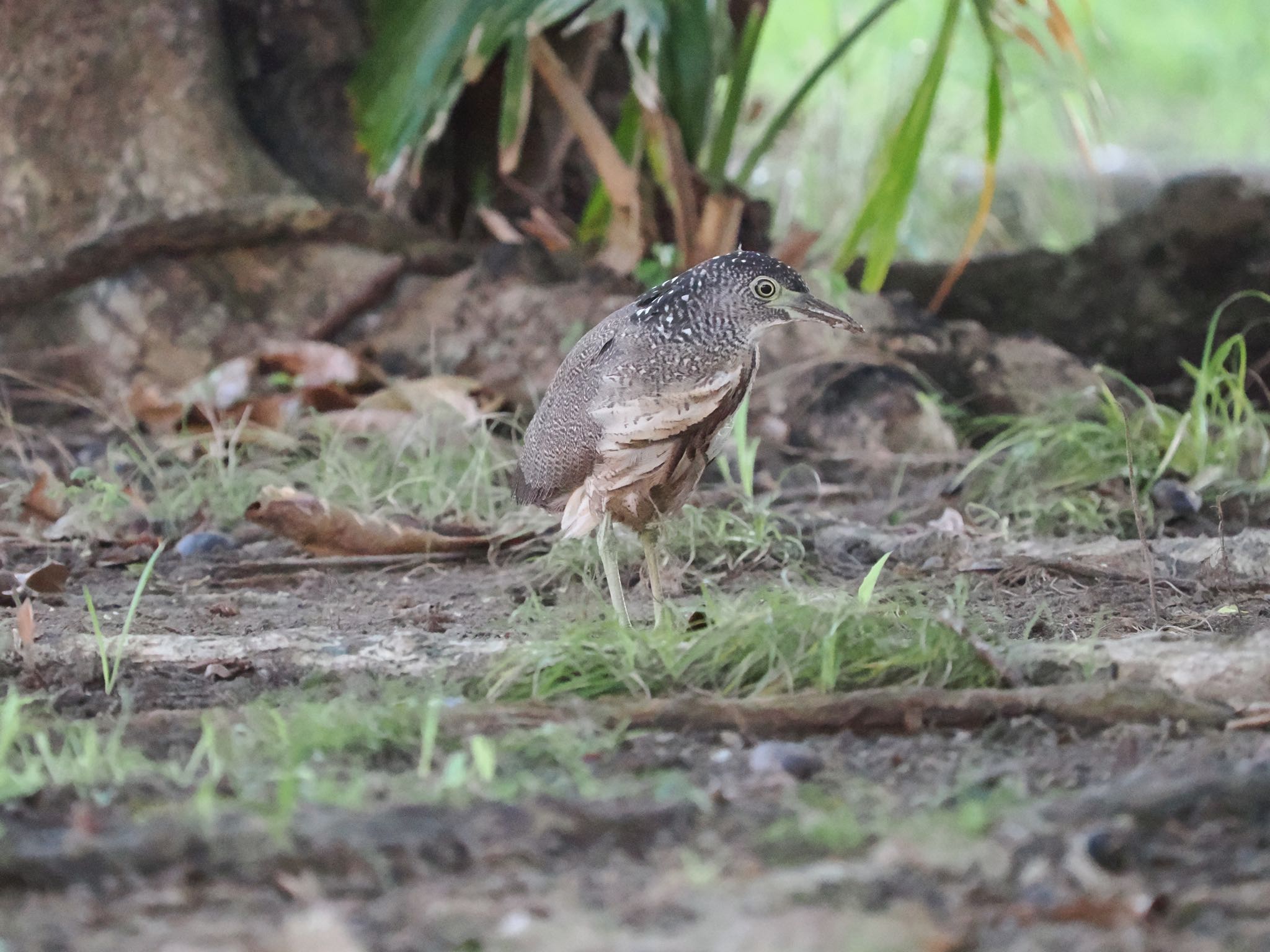 Photo of Malayan Night Heron at Ishigaki Island by okamooo