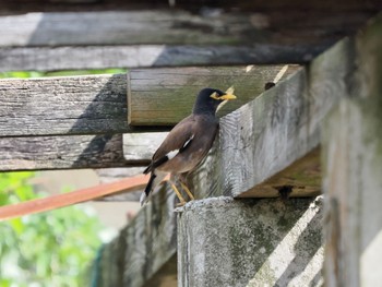 Common Myna Ishigaki Island Fri, 10/7/2022